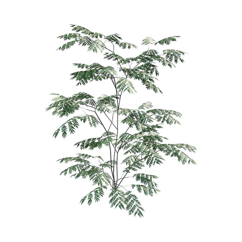 Aralia elata - Japanese Angelica Tree